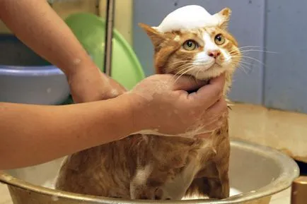 Какво е Furminators за котки