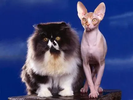 Какво е Furminators за котки