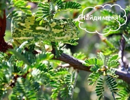 Какво е инфинитив