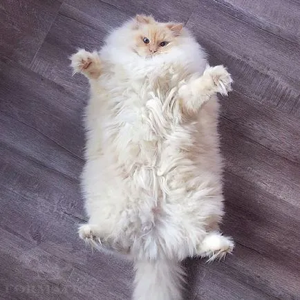 Какво е Furminators за котки
