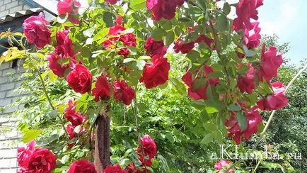 Цветя за цветни лехи 100 снимки и имена на цветя, алея непрекъснат цъфтеж