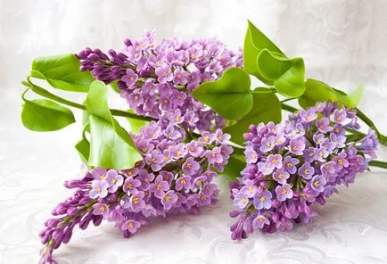 Цветя от foamirana майстор-модерния завод и микрона, малко с ръцете си, както и видео от областта