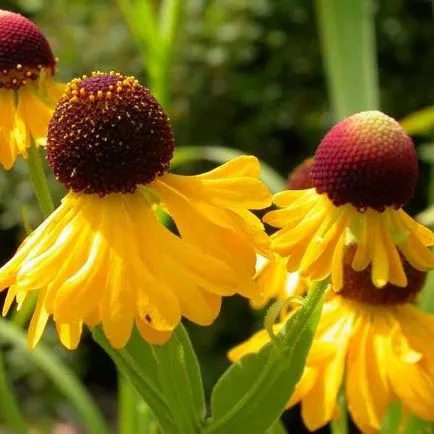 Цветя снимка Helenium, засяване и грижи за отглеждане от семена