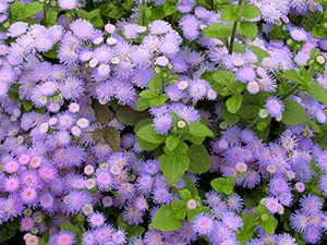 Цвете Ageratum - грижи и засаждане, снимка Ageratum, Ageratum расте от семена
