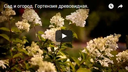 Хортензия цвете - засаждане и грижи, хортензия снимка, отглеждане и градина хортензия paniculata