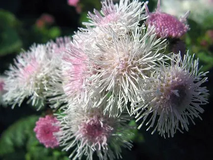 Цвете Ageratum - грижи и засаждане, снимка Ageratum, Ageratum расте от семена