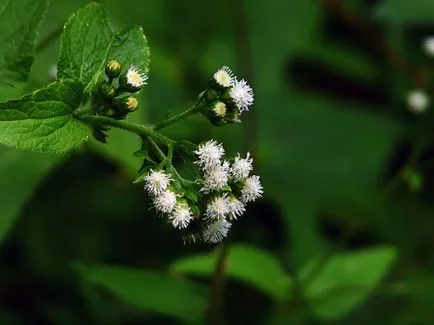 Цвете Ageratum - грижи и засаждане, снимка Ageratum, Ageratum расте от семена