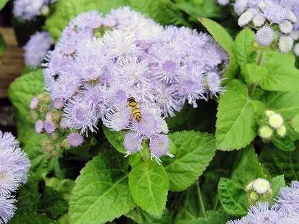 Цвете Ageratum - грижи и засаждане, снимка Ageratum, Ageratum расте от семена