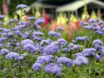 Цвете Ageratum - грижи и засаждане, снимка Ageratum, Ageratum расте от семена
