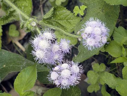 Цвете Ageratum - грижи и засаждане, снимка Ageratum, Ageratum расте от семена