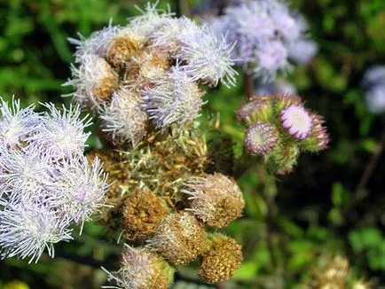 Цвете Ageratum - грижи и засаждане, снимка Ageratum, Ageratum расте от семена