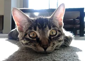 Девет причини да котка