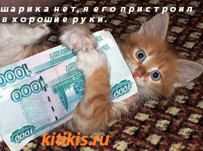 Десет мита за котки