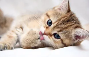 Девет причини да котка