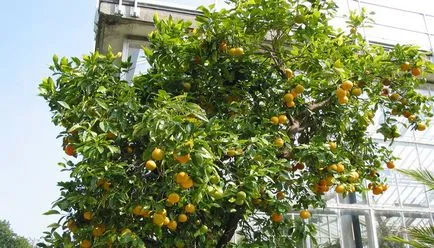 Orange дърво с описание и снимка на цветя, листа, семена и кожица