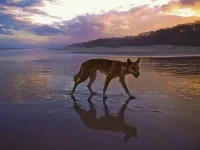 The Wild Dog Dingo