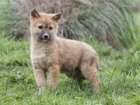 The Wild Dog Dingo
