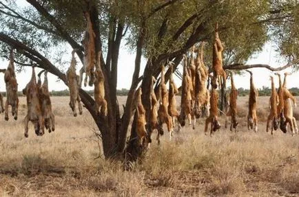 The Wild Dog Dingo
