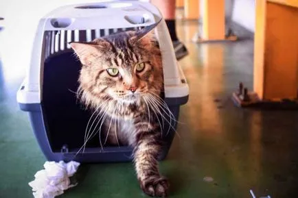 Wild коте като питомен за ръцете и тавата