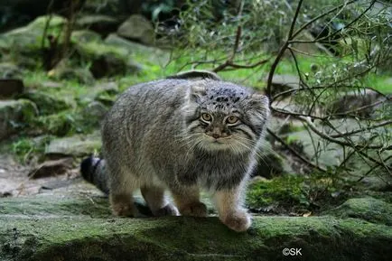 Wildcat manul (Pallas котка)