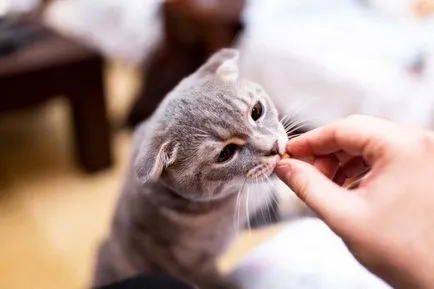 Wild коте като питомен за ръцете и тавата
