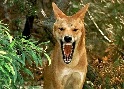 The Wild Dog Dingo