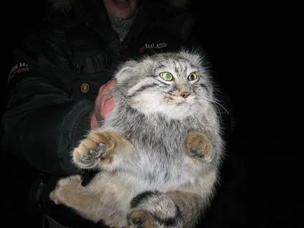 Wildcat manul (Pallas котка)