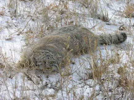 Wildcat manul (Pallas котка)