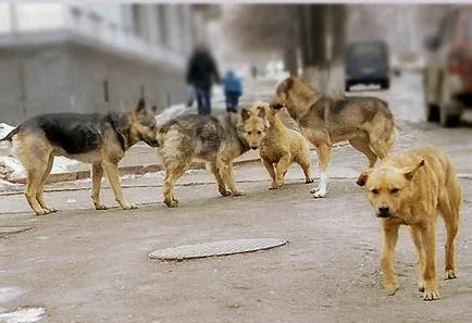 Doghanter - е, който се бори doghanterami
