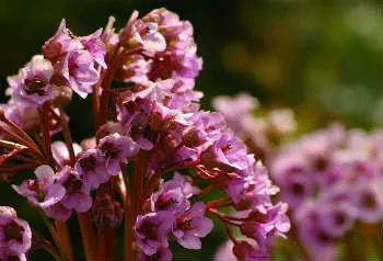 Потайниче-лечебни свойства, както и противопоказания (свойства) Лошите лечебни свойства и противопоказания
