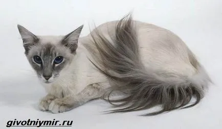 балийски котка