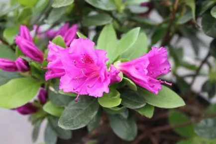 Azalea в азалиите на дома засаждане как да се грижи за азалия цветя снимка