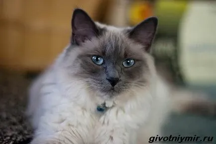 балийски котка