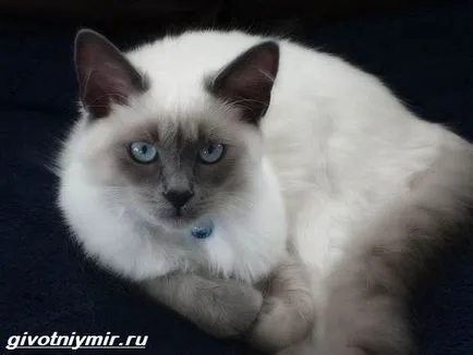 балийски котка