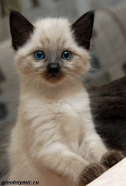 балийски котка