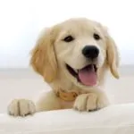 Обучение Йорк дома