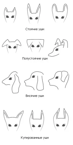 Външна част на главата - всичко за кучета - статии за кучета - Всичко за кучета, всички за любителите на кучета (външна) Външна част на главата - всичко за кучета - статии за кучета - Всичко за кучета, всички за любителите на кучета