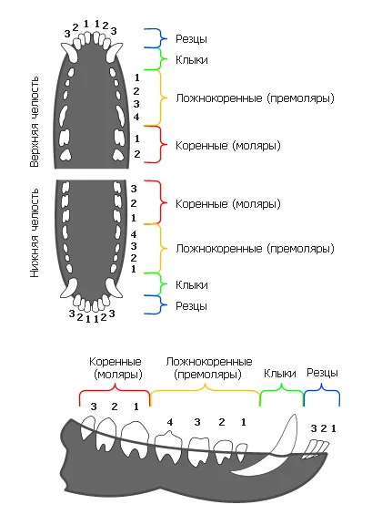 Външна част на главата - всичко за кучета - статии за кучета - Всичко за кучета, всички за любителите на кучета (резците на долната челюст) Външна част на главата - всичко за кучета - статии за кучета - Всичко за кучета, всички за любителите на кучета