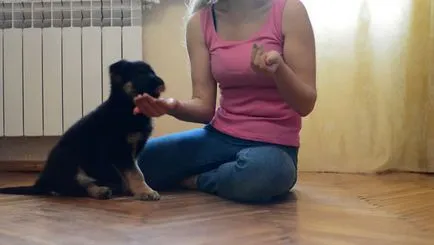 Обучение на немска овчарка със снимки и видео