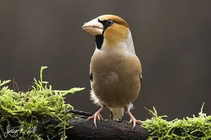 Черешарка, черешарка (coccothraustes coccothraustes), природата на датата на местообитание брой на заминаване