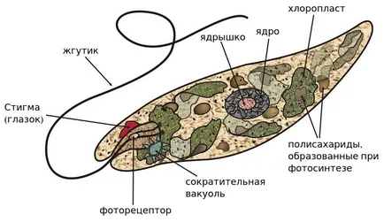 Зелени еуглени зелено, биология