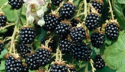 Blackberry полезни свойства в детайлите