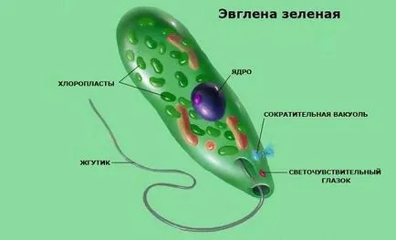 зелени еуглени зелено