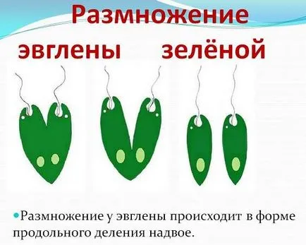зелени еуглени зелено