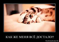 Фил къщи за котки