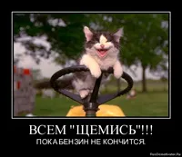 Фил къщи за котки