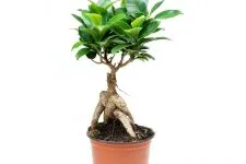 Ficus Ginseng грижи в дома, снимки