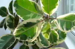 Ficus Еластика формиране на короната, как да се намали и оформянето на короната правилно, правилата