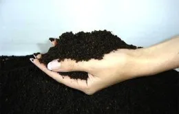 Ficus Ginseng Care