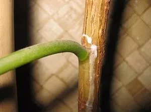 Ficus Еластика как да се образуват корона у дома